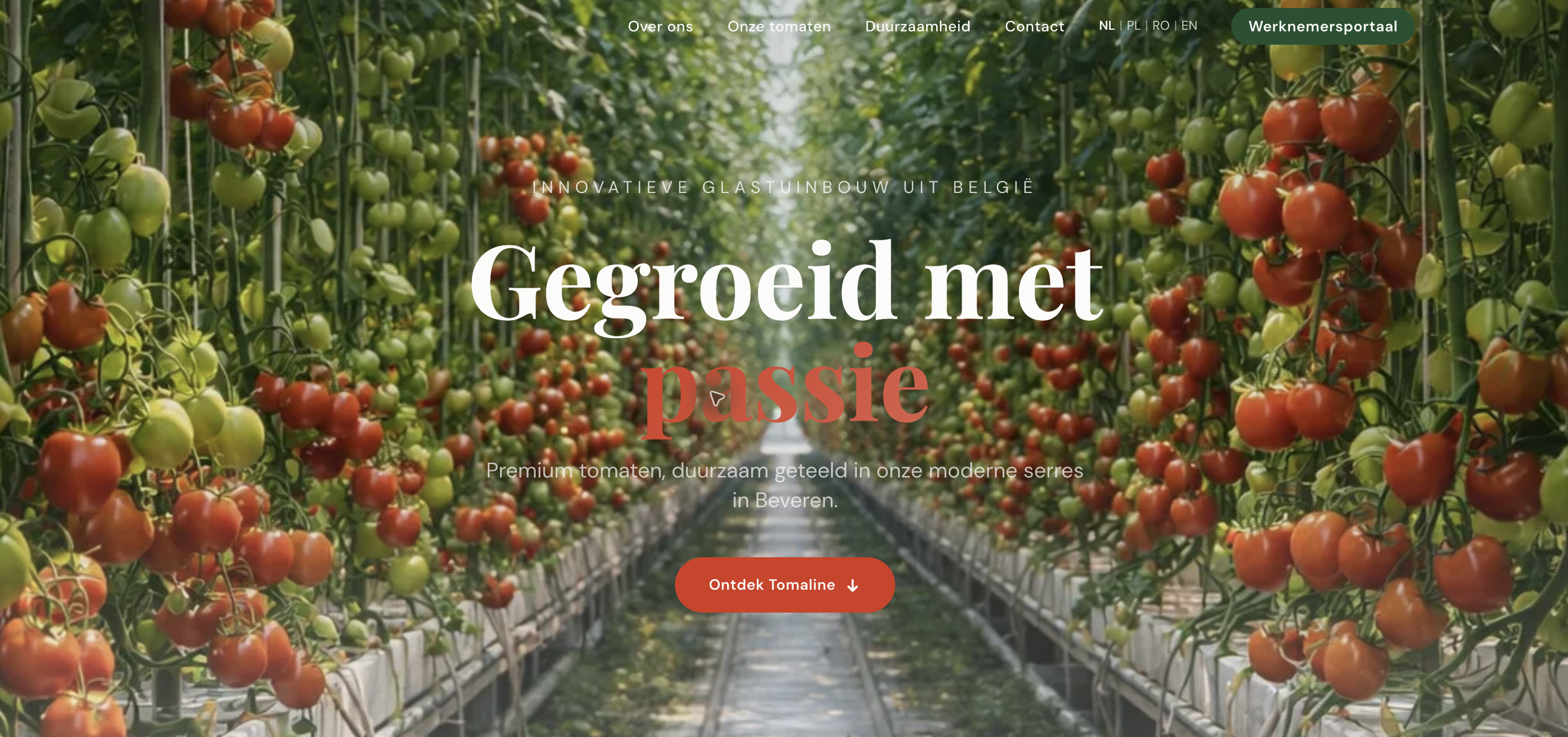 Tomaline homepage showing tomato plants in a greenhouse